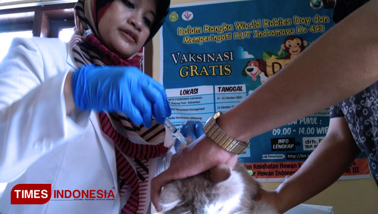 Drh. Arundhina saat memberikan vaksin rabies kepada kucing. (Foto: Muhamad Jupri/TIMES Indonesia)