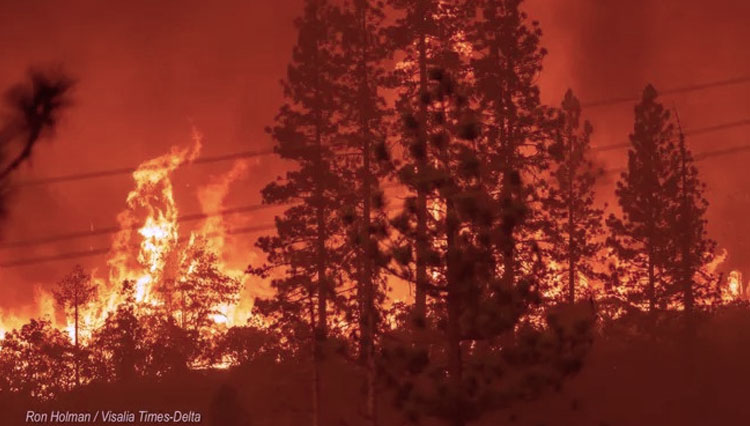 Kebakaran hutan di California. (Foto: Ron Holman/Visalia Times-Delta-USA Today)