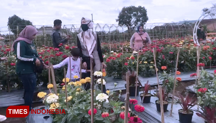 All blooming flowers in every corner of the flower garden in Majalengka. (Photo: Jaja Sumarja/TIMES Indonesia)