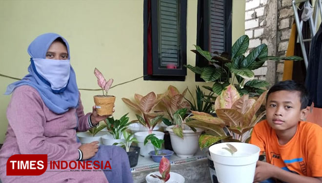 Salah seorang kolektor tanaman hias saat memamerkan koleksinya (Foto: Akmal/TIMES Indonesia).