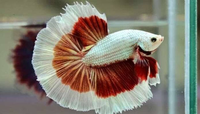 Ikan cupang. (FOTO: Mediacakrawala)