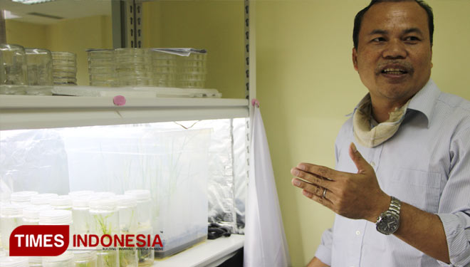 Paddy Oats Could Eliminate Hypertension and Cancer Cell, Study Said