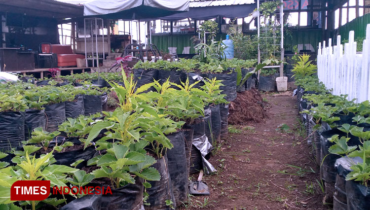 Food Court Pinggir Sawah a