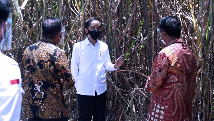 Presiden Jokowi saat melakukan peninjauan panen tebu sekaligus meresmikan pabrik gula di Kabupaten Bombana, Sulawesi Tenggara pada Kamis (22/10). (FOTO: BPMI) 