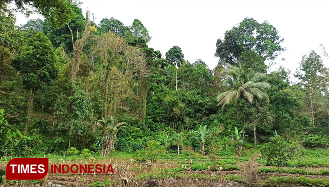 Program rehabilitasi hutan lindung di Petak 57 B1 KRPH Sidomulyo, Desa Jambewangi, Sempu, Banyuwangi. (FOTO: Agung Sedana/TIMES Indonesia)