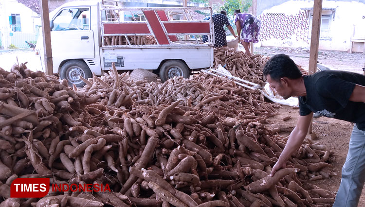 Singkong salah satu hasil pertanian di Banjarnegara (FOTO: Muchlas Hamidi/TIMES Indonesia)