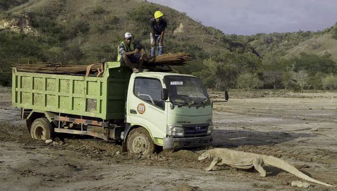 Seekor komodo yang berhadapan dengan truk proyek bangunan wisata Jurassic Pulau Rinca. (Foto: twitter @KawanBaikKomodo)