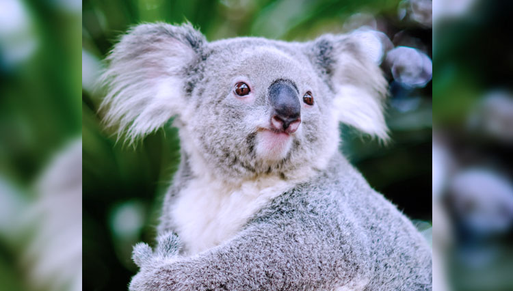 Koala, satwa endemik Australia. (Foto: Freepik)