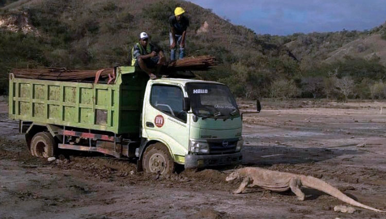 Gambar seokor komodo menghadang truk proyek yang viral di twitter. (Foto: akun twitter @kawanbaikkomodo)