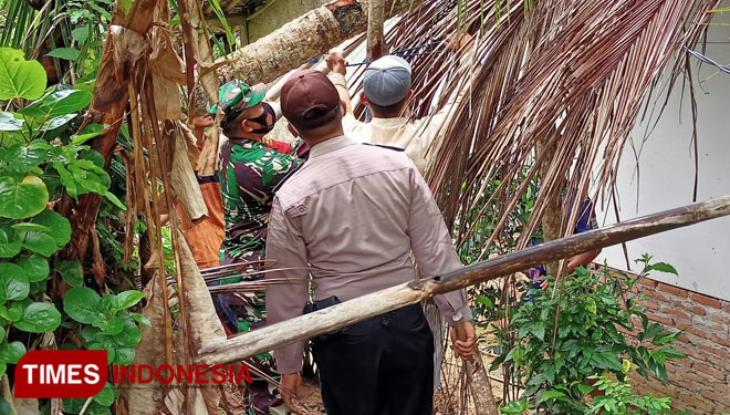 Petugas dengan dibantu warga mengevakuasi pohon kelapa yang tumbang. (Foto: Pendim Cilacap For TIMES Indonesia)