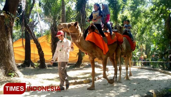 Warga menikmati wahana naik unta di Kebun Binatang Surabaya. (Foto: Dok. Times Indonesia)