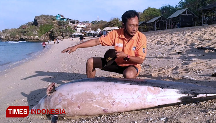 Kondisi bangkai Ikan Lumba Lumba saat ditemukan (FOTO: SAR Satlinmas Wilayah II Gunungkidul for TIMES Indonesia)