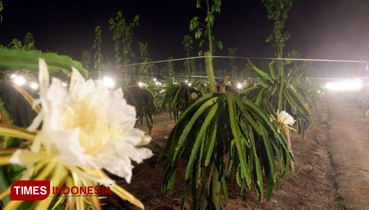 A nice night ambience at Astaga Dragon, the dragon fruit orchard in Banyuwangi. (PHOTO: Agung Sedana/TIMES Indonesia)