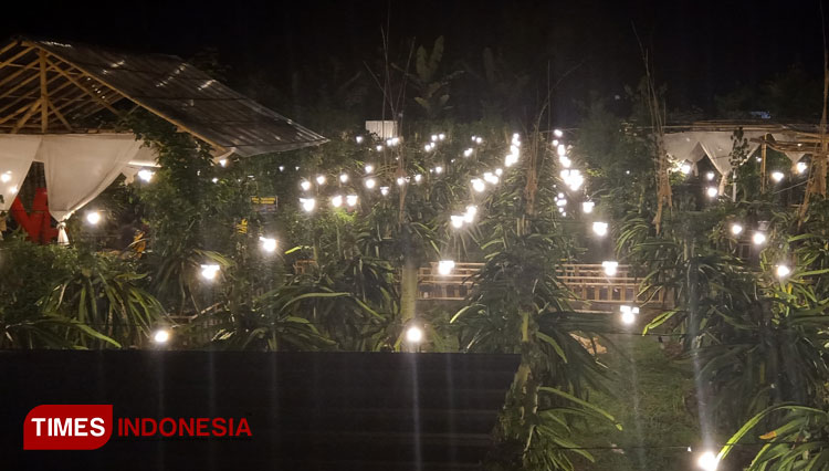 Kebun buah naga agrowisata Astaga Dragon di Banyuwangi. (FOTO: Agung Sedana/ TIMES Indonesia)