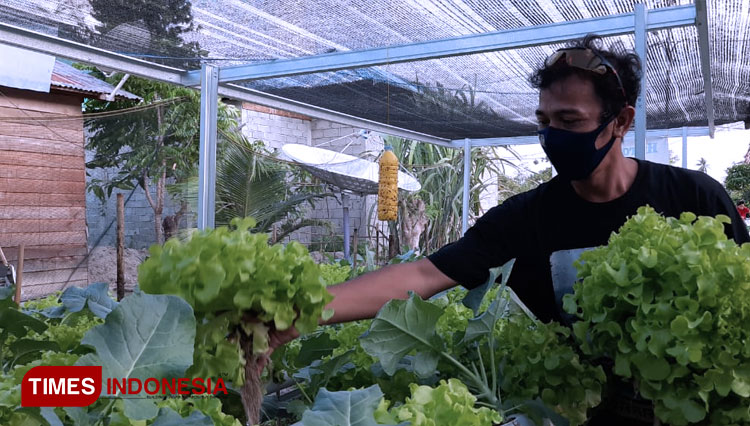 Muchsin pemilik kebun hidroponik selada sedang memetik selada (Foto: Sarifah Latowa/TIMES Indonesia)