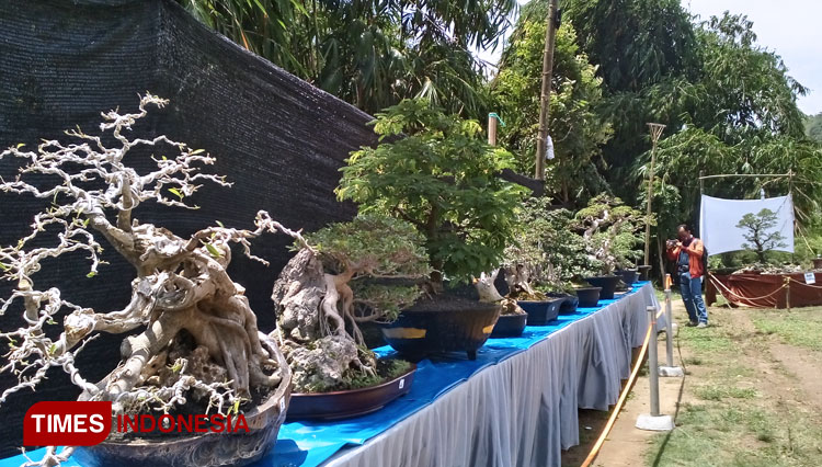 bonsai b