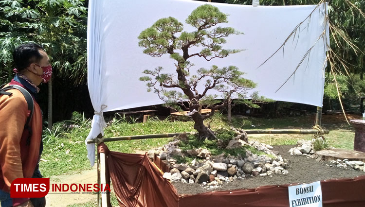 Event bonsai exhibiton di Randugede Hidden Paradise Magetan. (FOTO: M Kilat Adinugroho/TIMES indonesia)