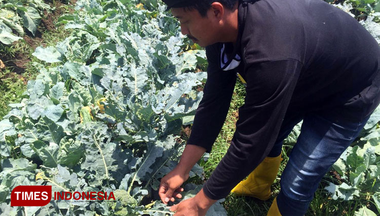 Agus Petani labu Jepang b