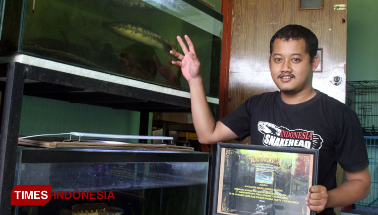 Ramseyna Rifano menunjukkan sertifikat juara kontes dan Ikan Gabus Hias peliharaannya di akuarium, Sabtu (7/11/2020). (Foto: Sholeh/TIMES Indonesia)