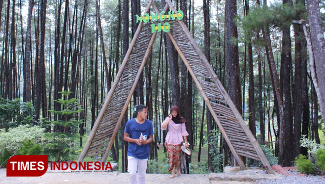hutan-pinus-2.jpg