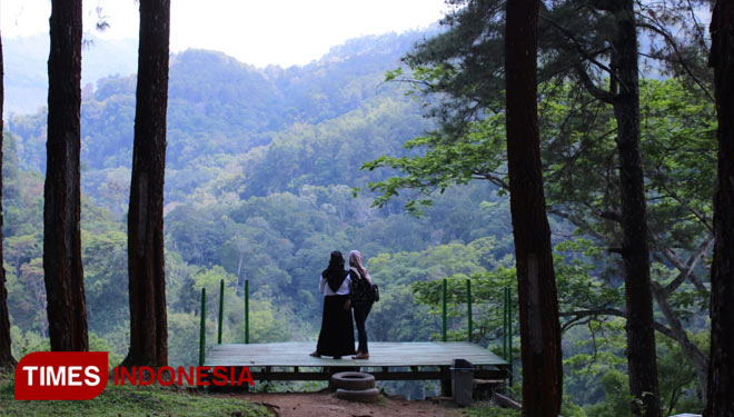 hutan-pinus-3.jpg