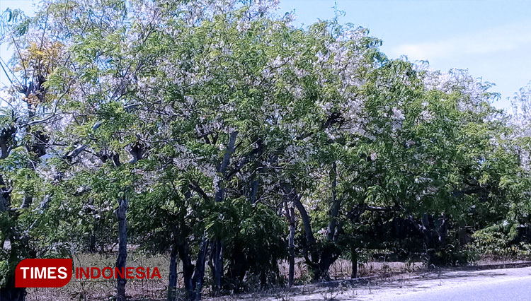 Pohon bunga Sakura yang menghiasi sepanjang jalan bagian wilayah utara Kabupaten Sumba Timur NTT. (FOTO: Habibudin/TIMES Indonesia)