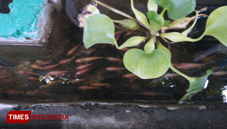 Kampung wisata Oase Surabaya mampu mengubah selokan menjadi habitat ikan. (FOTO: Ammar Ramzi/TIMES Indonesia)