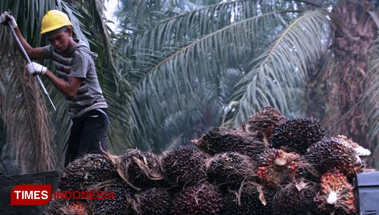 Petani-melakukan-proses-panen.jpg