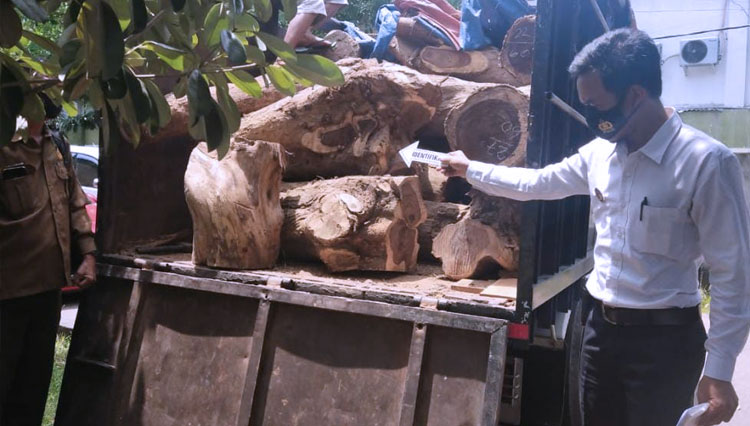 Petugas dari Polres Tuban saat mengamankan kayu jati ilegal, Sabtu, (14/11/2020). (Foto: Dok. Polres Tuban)