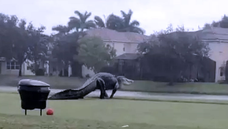 Aligator raksasa dengan santai berjalan di sebuah area di padang golf Florida. (Foto: Sportbible)