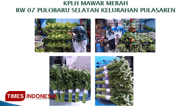 Dokumentasi KPLH Mawar Merah di RW 07 Pulobaru Selatan Kelurahan Pulasaren. (FOTO: Dokumen Presentasi DPPKP for TIMES Indonesia)