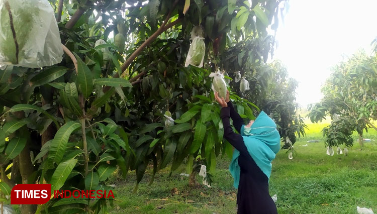 Agro Wisata Petik Buah Dusun Ponggok a