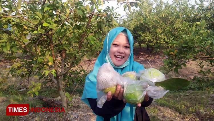 Agro Wisata Petik Buah Dusun Ponggok b