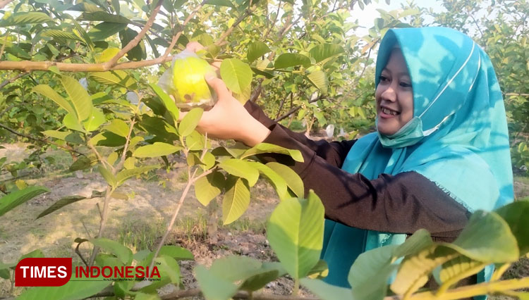 Agrowisata Petik Buah Dusun Ponggok, Banjarsari, Bandarkedungmulyo, Jombang (Foto: Rohmadi/TIMES Indonesia)