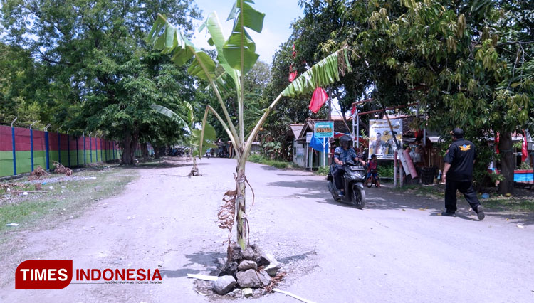 Pohon pisang yang ditanam di jalan raya di Balongan. (FOTO: Muhamad Jupri/TIMES Indonesia)