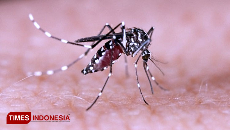 Ilustrasi - Nyamuk Aedes aegypti (FOTO: Humas UGM for TIMES Indonesia) 