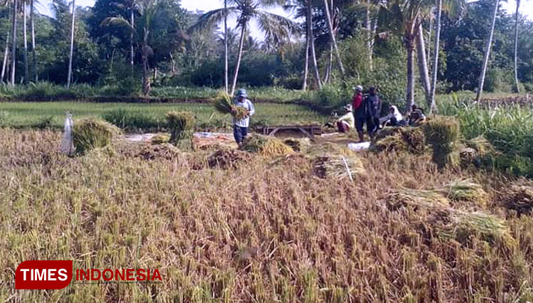 Petani tampak memanen padi. Diharapkan mereka memanfaatkan asuransi pertanian yang diluncurkan pemeritah pusat (FOTO: Moh Bahri/TIMES Indonesia).