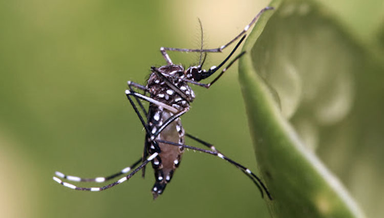 Ilustrasi nyamuk demam berdarah Aedes Aegypti. (Foto: Wikipedia) 
