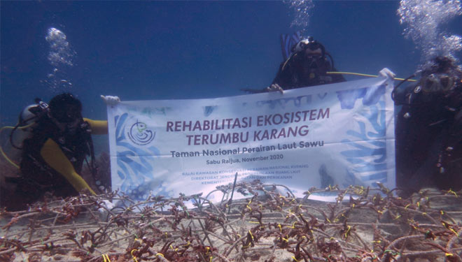 Kegiatan Rehabilitasi Ekosistem Terumbu Karang di Kabupaten Sabu Raijua. (Foto: kkp.go.id) 