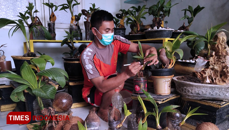 Agus Murjianto, saat merawat bonsai-bonsai kelapa yang berada di rumahnya, di Perumahan Graha Indah Lamongan. (FOTO: MFA Rohmatillah/TIMES Indonesia)