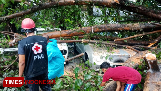 Kondisi dua mobil yang rusak parah akibat pohon tumbang di Kebonagung. (Foto : PMI Kabupaten Malang for TIMES Indonesia)