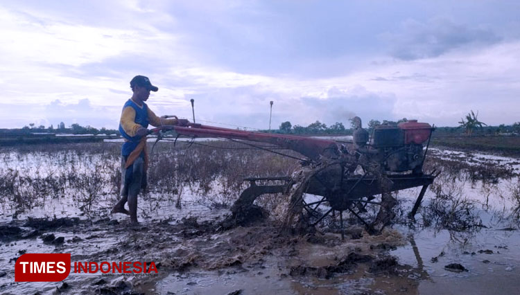 Petani Kecamatan Sugio sedang melakukan olah tanah untuk persiapan tanam musim I. (FOTO: AJP TIMES Indonesia)