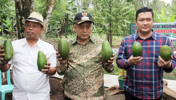 Bupati Malang HM Sanusi saat berfoto di kebun Alpukat Pameling. (FOTO: Pemkab Malang)