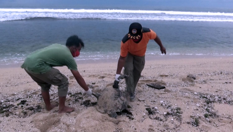 Seekor Penyu Ditemukan Mati di Pantai Sepanjang Gunungkidul
