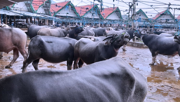 Pasar Hewan Bolu Toraja 2