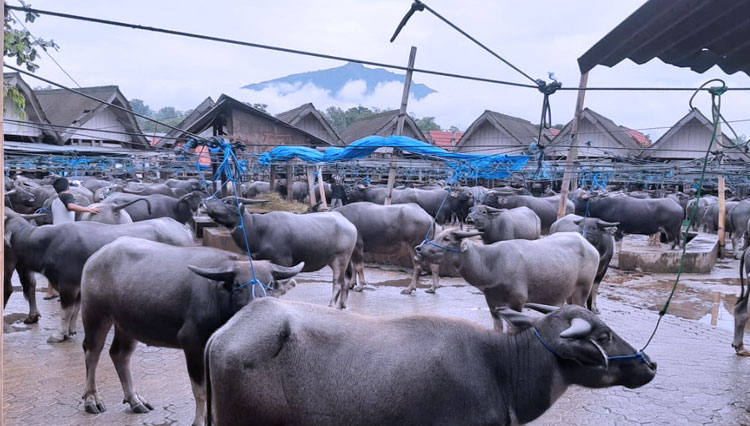 Pasar Hewan Bolu Toraja 3