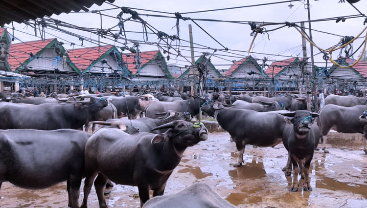 Pasar Hewan Bolu Toraja