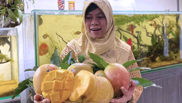 A girl holding Agrimania mango on her arms. (Photo: Diskominfo Indramayu)