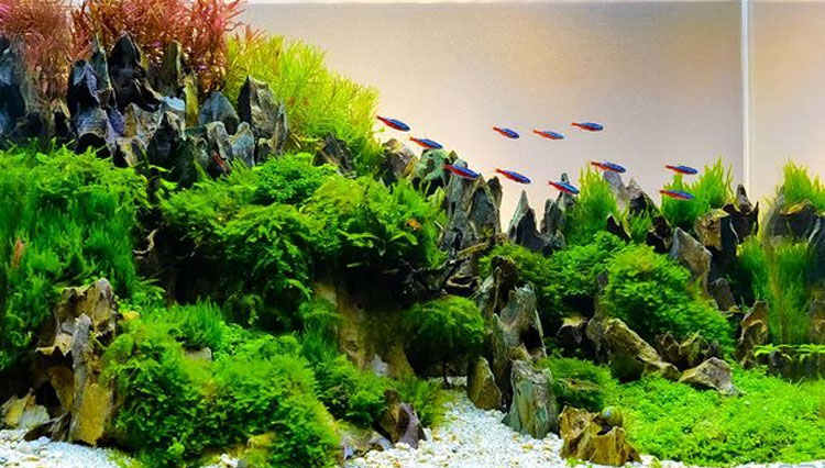 Aquascaping becomes a trendy pastime during the pandemic of Covid-19. (PHOTO: iStockphoto/CoffmanCMU)Wednesday, December 4, 2020