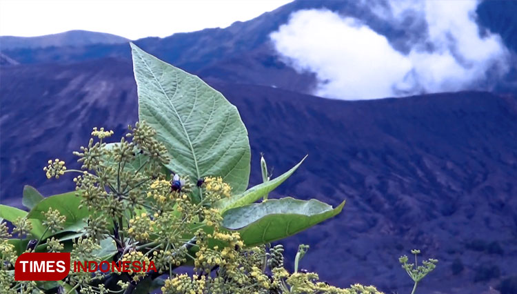 Gunung Bromo masih aman dikunjungi, tidak terpengaruh aktivitas vulkanik Gunung Semeru yang tengah erupsi. (FOTO: Happy L. Tuansyah/TIMES Indonesia)